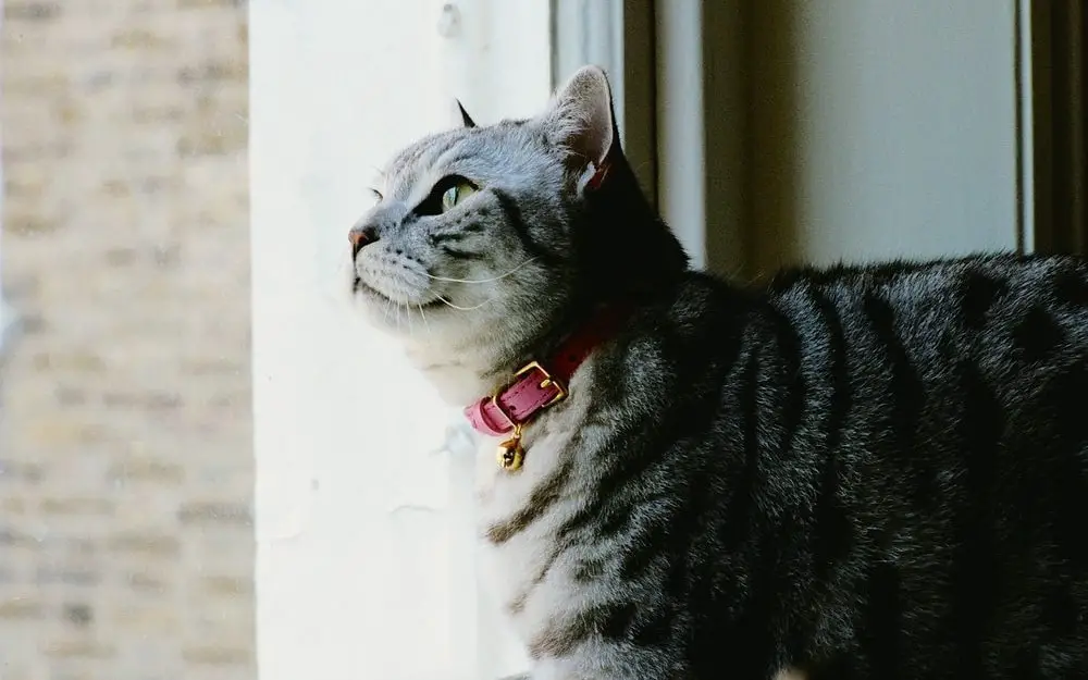 A cat with pink collar around er neck