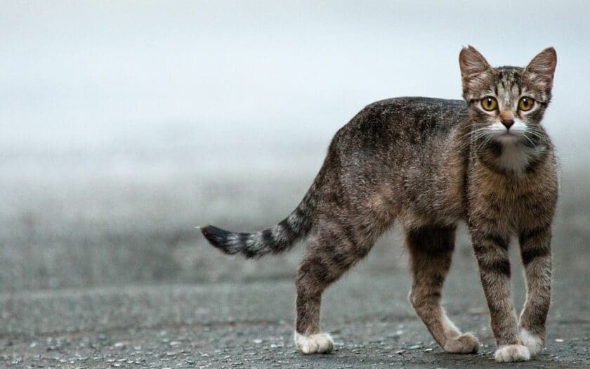 A cat with a curved tail