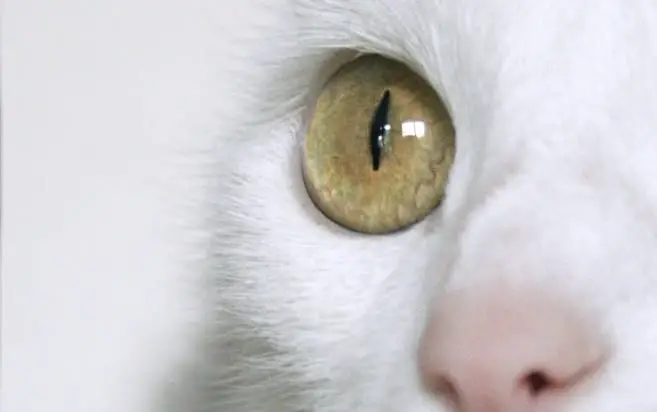 A pupil of a cat