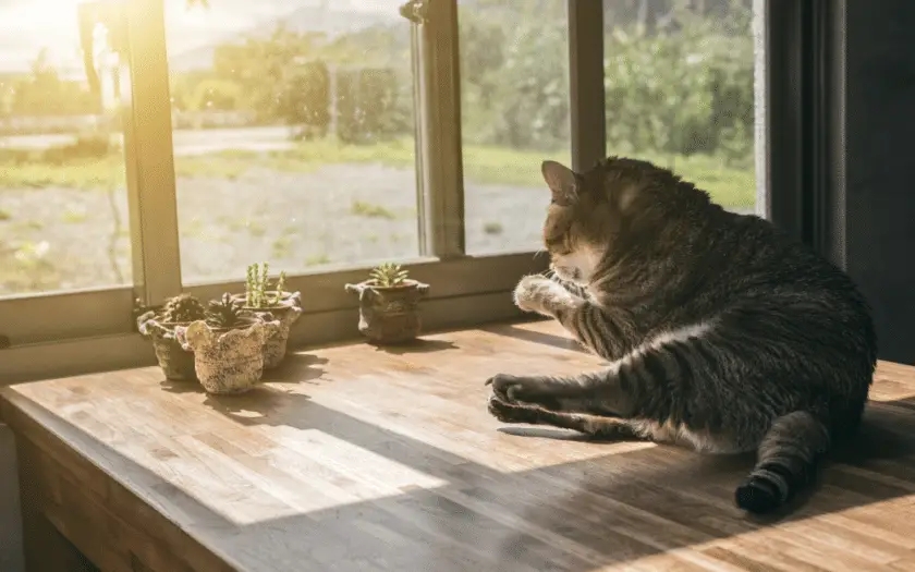 An indoor cat enjoying the sun