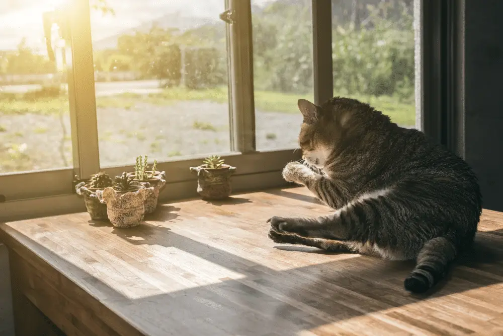 An indoor cat enjoying the sun