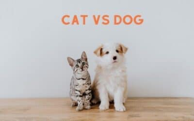 Cat vs. Dog, what are the differences?