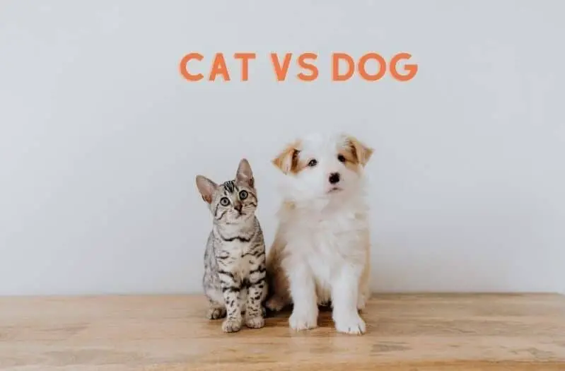 Cat vs. Dog, what are the differences?