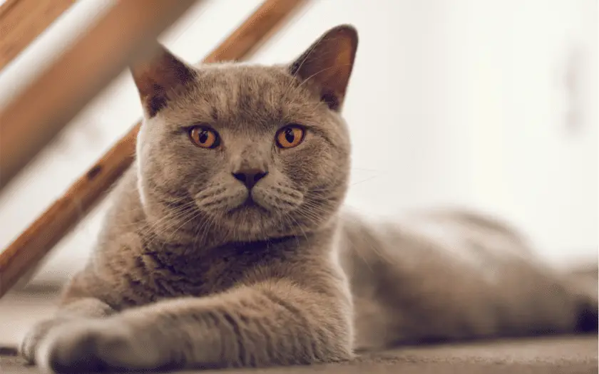 A british shorthair cat