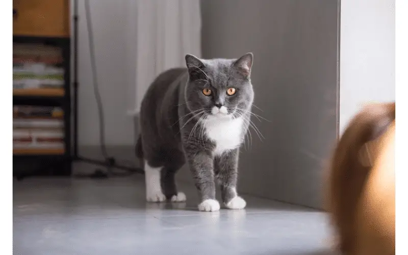 A gray and white shorthair