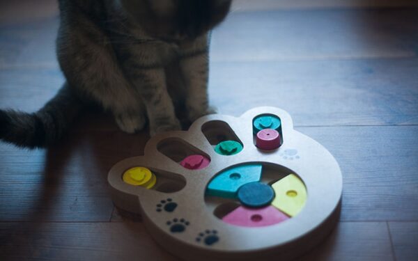 A puzzle feeder with treats