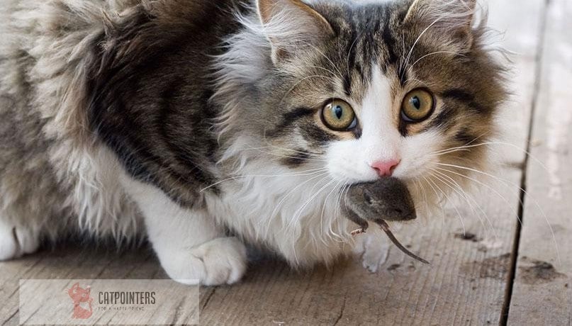 Cat eating a mouse