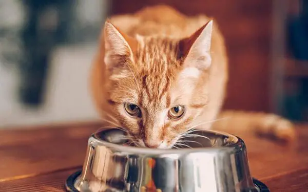 A cat eating a meal from a bowl