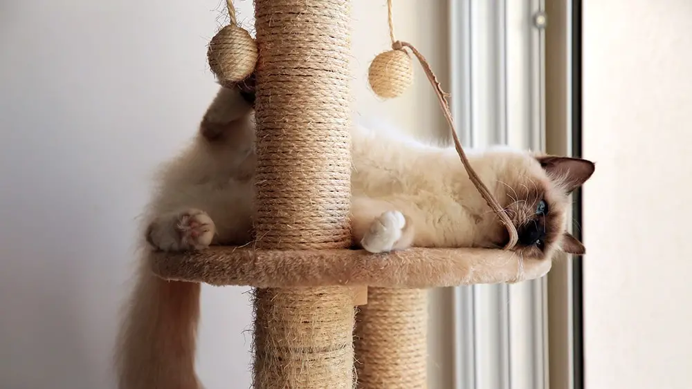 A cat sleeping tightly on a scratching tree