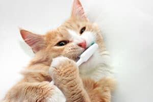 A cat holding a toothbrush