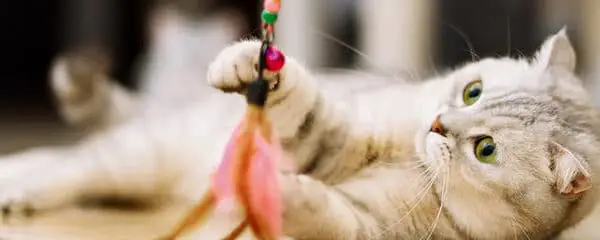 a cat playing with a feather toy
