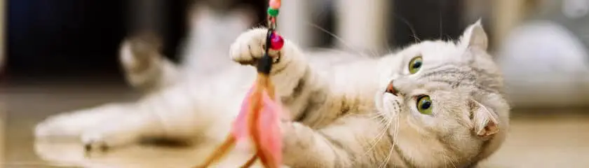 a cat playing with a feather toy
