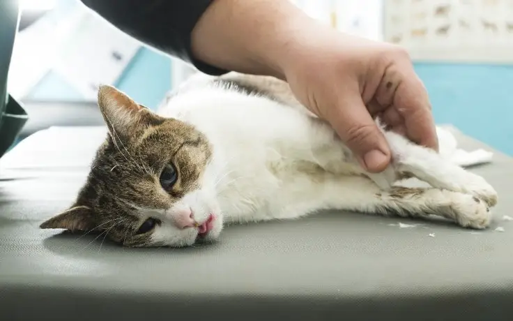 A diseased cat lying on a vet's table