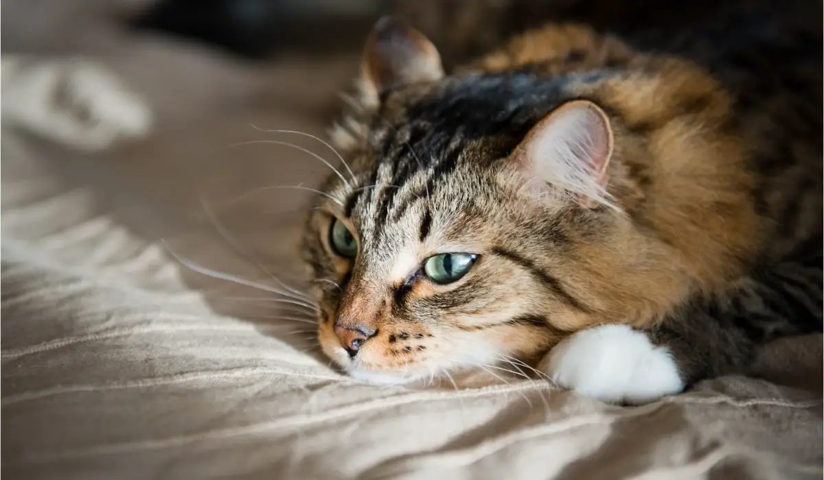 a sad cat staring into nothing