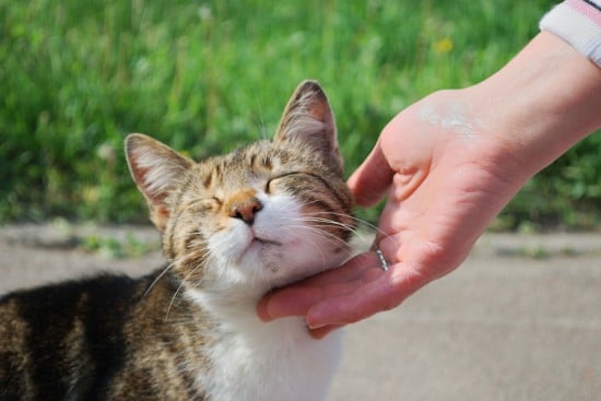 hand rubbing cat under chin