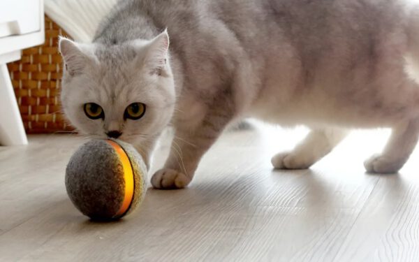 A cat playing with a magic ball