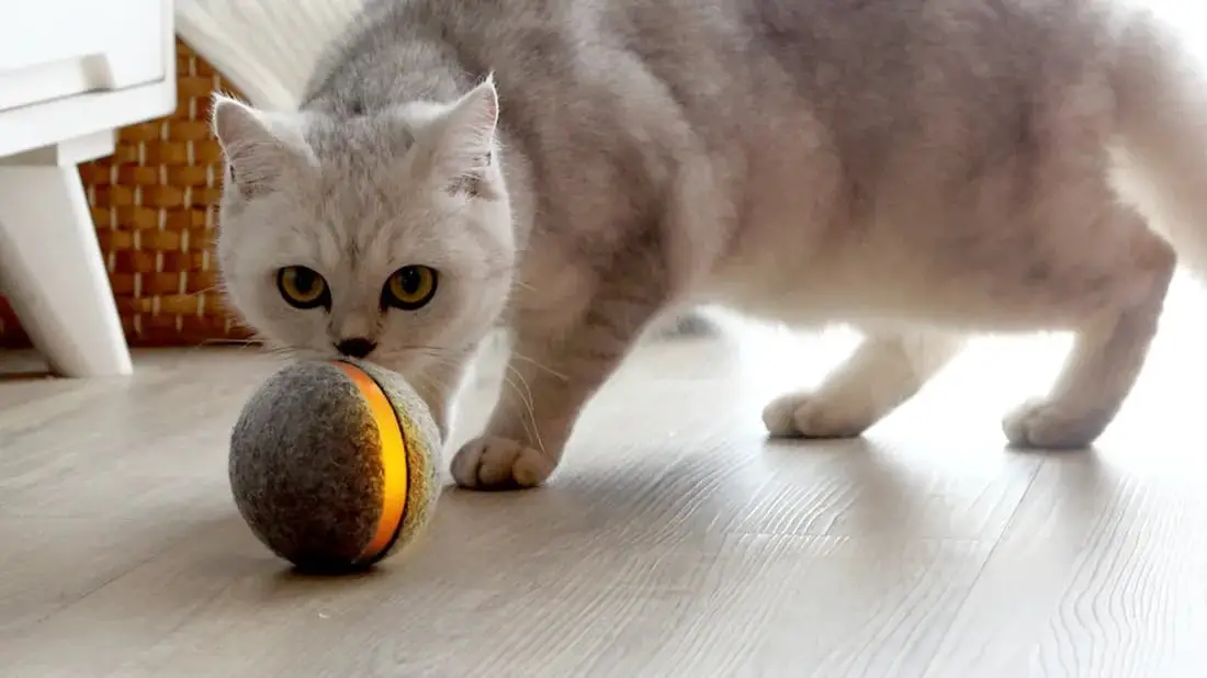 A cat playing with a magic ball