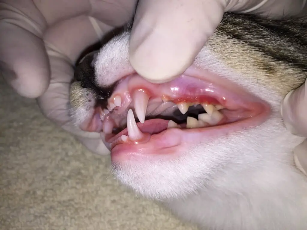 A cat with yellow teeth and inflammated gums