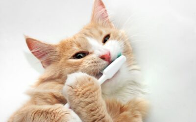 A cat holding a white toothbrush