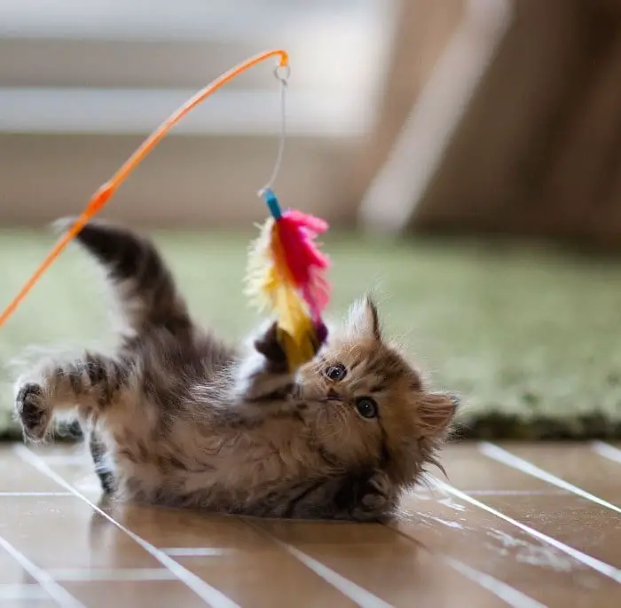 A kitten playing with a feather on a string, hanging from a rod