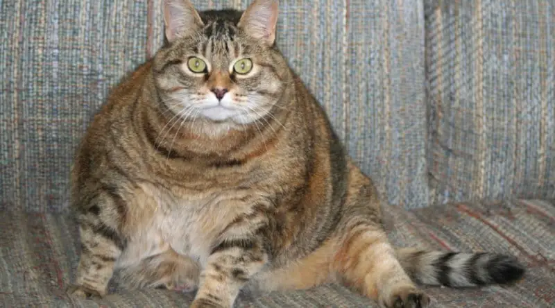 A very obese cat that needs help to lose weight