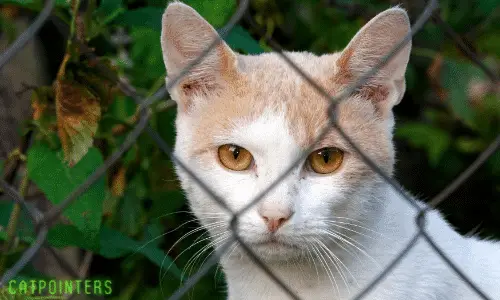 A sad looking cat watching from behind a fence