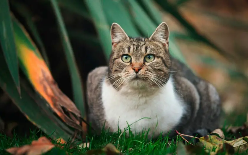 A cat suffering from obesity