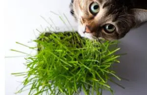 This cat doesn't seem to understand the benefits of cat grass