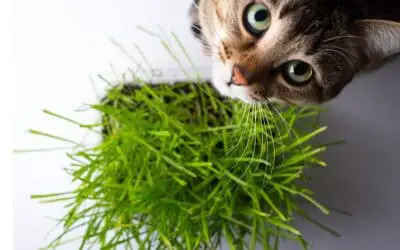 This cat doesn't seem to understand the benefits of cat grass