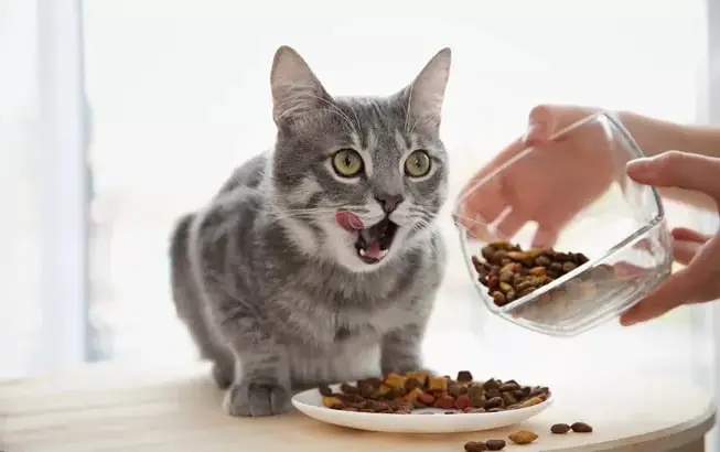 Managing Kidney Disease Through Diet: Best Commercial Cat Foods