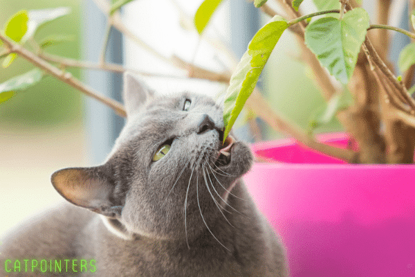 A cat chewing off green leaves from a plant