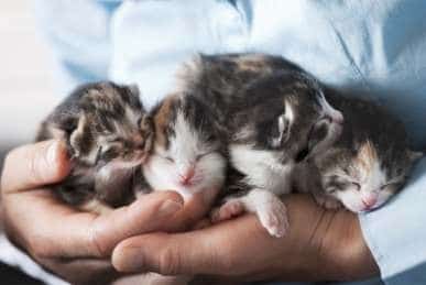 A person holding four little kittens in his hands