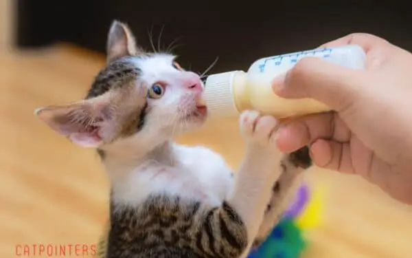 A young kitten drinking from a milk bottle