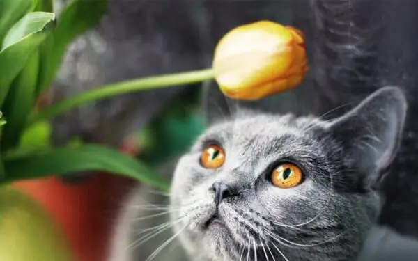 A cat looking at a flower