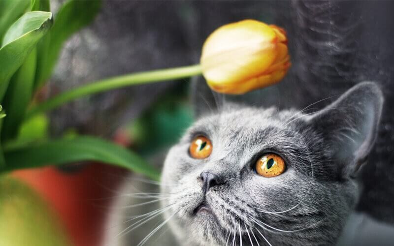 A cat looking at a flower