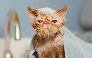 A soaking wet cat wrapped in a towel looking very angry