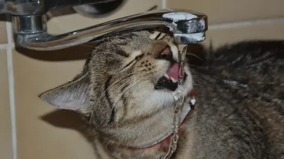 A feline drinking water from the tap