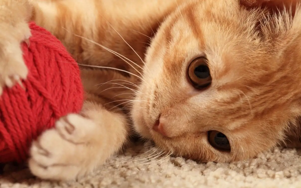 A kitten playing with some rope