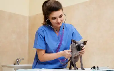 A veterinarian holding a small cat