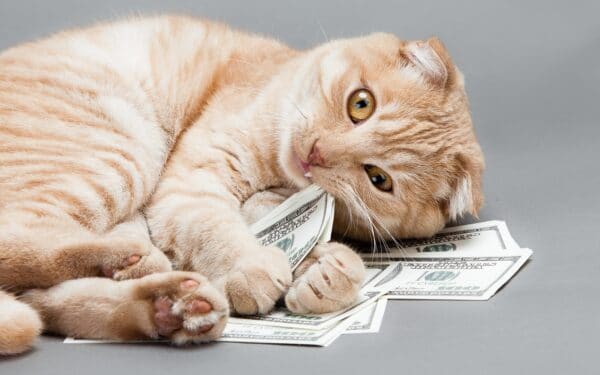A cat playing with dollar bills
