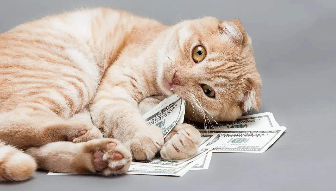 How much does it cost to own a cat? » CatPointers