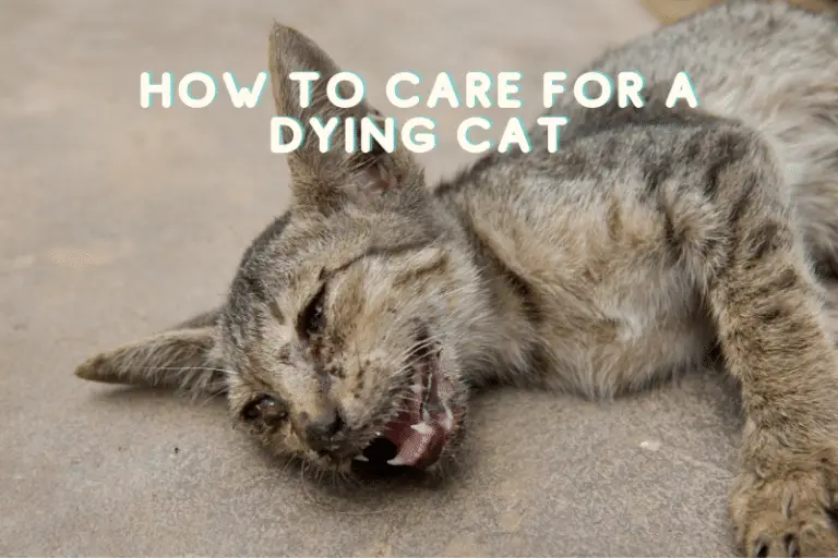 How To Comfort a Dying Cat at Home » CatPointers