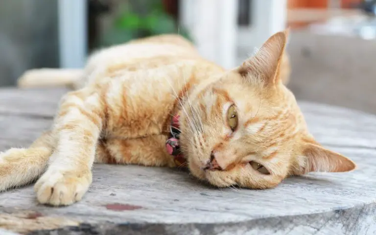 After A Near Death Experience, This Cat Now Uses His Life To Comfort