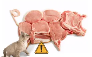 A cat looking at a pig made of meat
