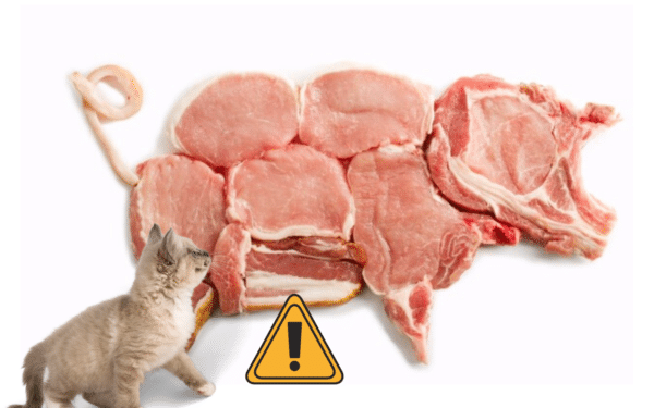 A cat looking at a pig made of meat