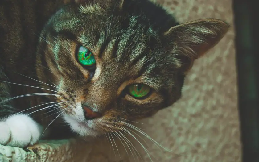 A common housecat with green eyes