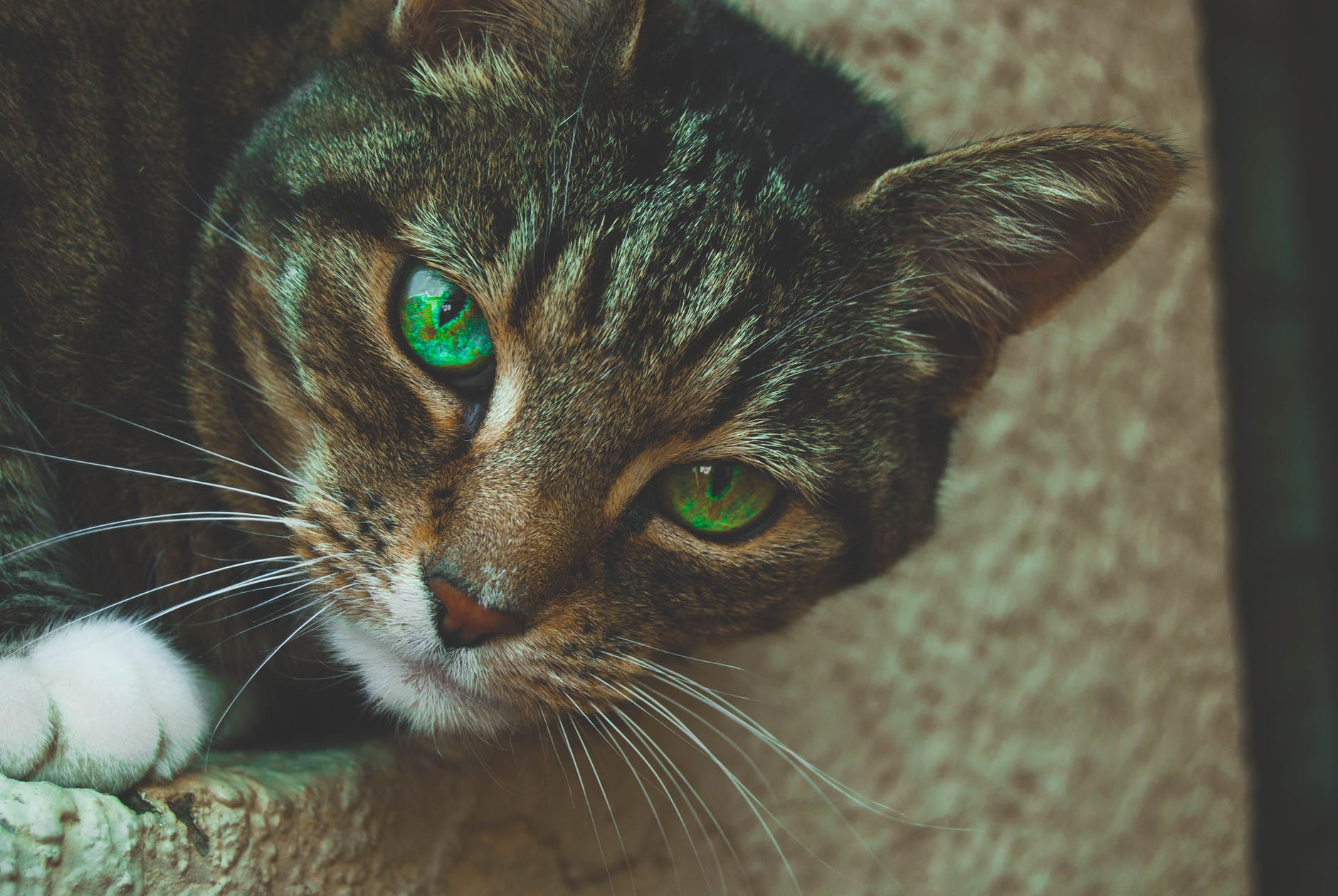 Cats With Green Eyes - All Breeds With This Eye Color » CatPointers