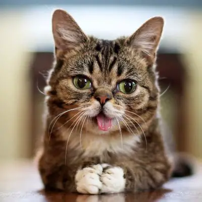 Lil Bub, a famous cat that had green eyes