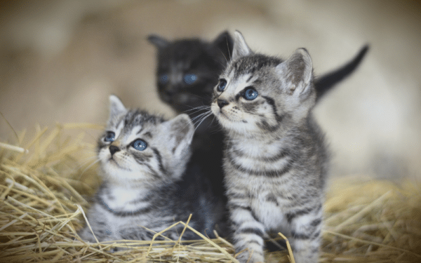 two silver tabby kittens that look like twins, with a black kitten in the background