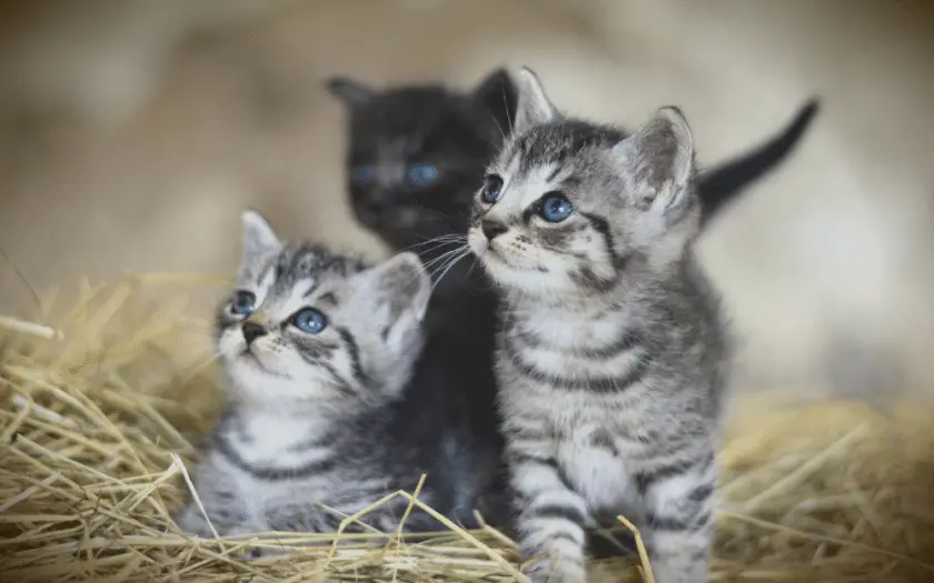 two silver tabby kittens that look like twins, with a black kitten in the background